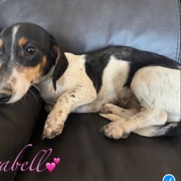 Clarabell - Dachshund