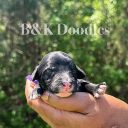 Halley - Black and white female Bernedoodle puppy in Benton, Arkansas from B&K Doodles, LLC