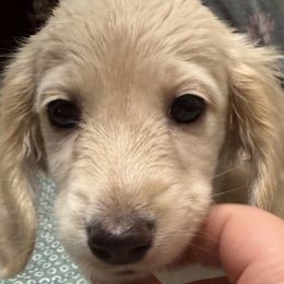 Nilla - Cream female Dachshund puppy in Midland, Texas from Midessa Dachshund