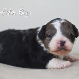 Tri- Colored boy - Blue merle male Aussiedoodle puppy in Plain City, Utah from Myers Desert Doodles