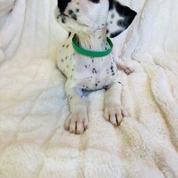 Mr.Green - White and black male Dalmatian puppy in Startup, Washington from Upperleftdalmatians