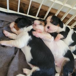 Cavalier King Charles Spaniel Puppies from Duchess Cavaliers