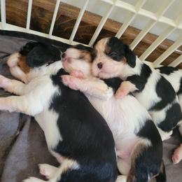 Cavalier King Charles Spaniel Puppies from Duchess Cavaliers