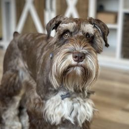 Tucker - Miniature Schnauzer