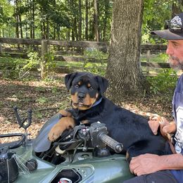 Rottweiler Puppies from Kayara Haus Rottweilers
