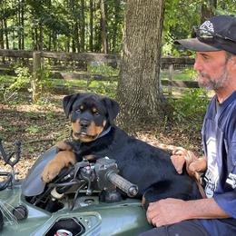 Rottweiler Puppies from Kayara Haus Rottweilers