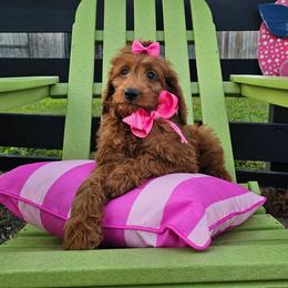 Pink female - Red  female Goldendoodle puppy in Haughton, Louisiana from Bailey’s Cajun Canines