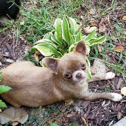 Rayna - Chihuahua