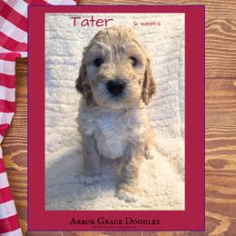 Tater - Apricot male Goldendoodle puppy in North Conway, New Hampshire from Arbor Grace Doodles