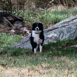 Poppie - Miniature Australian Shepherd