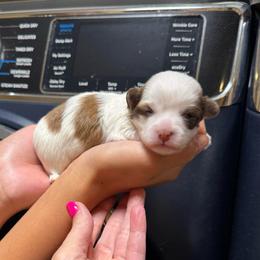Alfia - White female Havanese puppy in Ceredo, West Virginia from Lisa’s Havanese