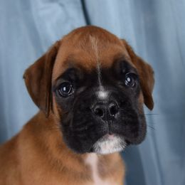Boxer Puppies from Cadogans Boxers