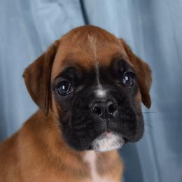 Boxer Puppies from Cadogans Boxers