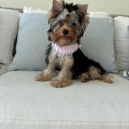 Jadore - Blue and gold female Yorkshire Terrier puppy in Rosemount, Minnesota from Niczarbiewers