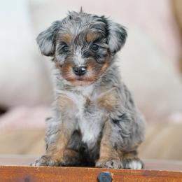 Hank - Merle male Bernedoodle puppy in Dundee, Ohio from Down Home Doodle