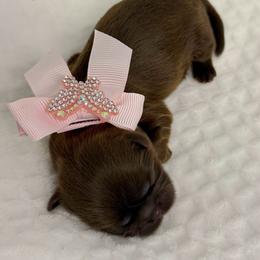 Treasure - Liver female Shih Tzu puppy in League City, Texas from Divine Pups