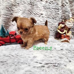 Cherry Blossom - Chocolate sabled fawn female Chihuahua puppy in Richmond, Virginia from Breens