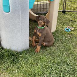 Doberman Pinscher Puppies from Jensen Dobermans