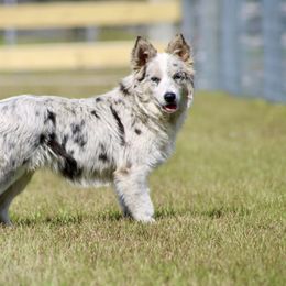 American Corgi, Border Collie, and Pembroke Welsh Corgi Puppies from Cowtown Corgis & Border Collies