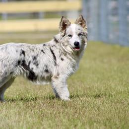 American Corgi, Border Collie, and Pembroke Welsh Corgi Puppies from Cowtown Corgis & Border Collies
