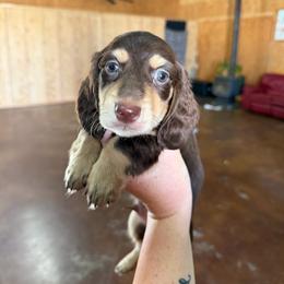 Frank Heffley - Chocolate and cream male Dachshund puppy in Stamford, Texas from West Texas Miniature Dachshunds