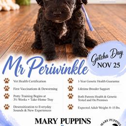 Mr Periwinkle - Black male Cockapoo puppy in Tampa, Florida from Mary Puppins