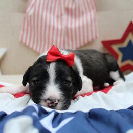 Summer - Sable female Bordoodle puppy in Ashland, Ohio from Cherry Blossom Doodles
