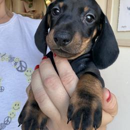 Dachshund All Grown Up from Hotdawgz standard AKC dachshunds