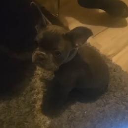 Blue - French Bulldog