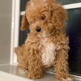 Trained Boy 3250 free USdelivery - Apricot male Goldendoodle puppy in Mayfield, Utah from Ruff Country Doodles
