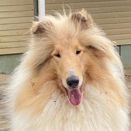 Elly - Collie