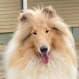 Elly - Collie