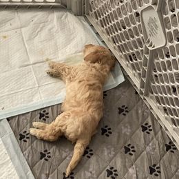 Goldendoodle Puppies from Sweet Doodles of Alabama