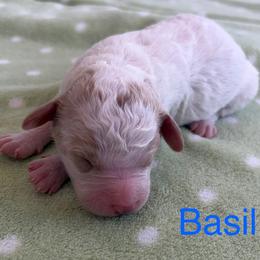 Basil - male Cavapoochon puppy in North Lawrence, Ohio from Liberty Pups