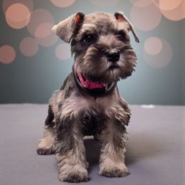 Molly's Pink - Salt and pepper female Miniature Schnauzer puppy in Houston, Texas from Haughton Farm