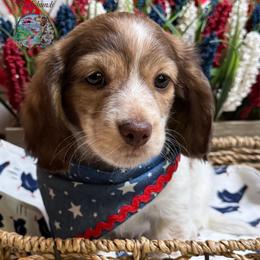 Cherie' - Piebald female Dachshund puppy in Fayetteville, West Virginia from Loop Creek Dachshunds