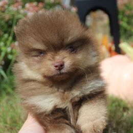 Jill - Chocolate and tan female Pomeranian puppy in Willow Spring, North Carolina from GTBBF Pomeranians