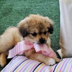 Mal-Shis from ReRe's House of Pups