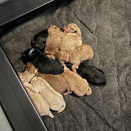Poodle Puppies from Pawsable Prospects