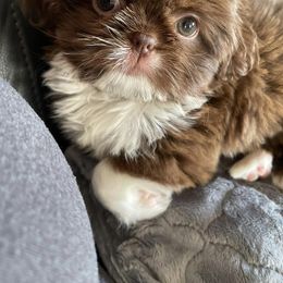 Shih Tzu Puppies from Lux Shih Tzu of New England