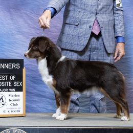 Stevi - Miniature American Shepherd