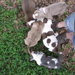 American Bully Puppies from Bolt Action Kennel