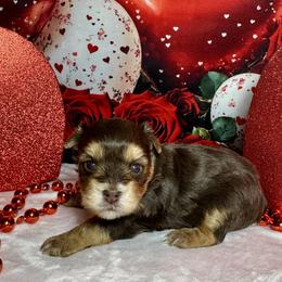 Teddy 2400 - Chocolate, tan and white male Yorkshire Terrier puppy in Nicholls, Georgia from Southeast Biewers