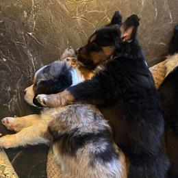 Miniature Australian Shepherd Puppies from High Mountain Aussies