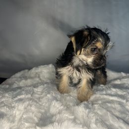 Biewer Terrier, Companion Cross, and Morkie Puppies from Puppy Boutique