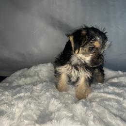 Biewer Terrier, Companion Cross, and Morkie Puppies from Puppy Boutique