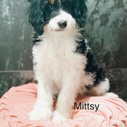 Mittsy - Tri-color female Bernedoodle puppy in Pasco, Washington from Camp Doodle Woods