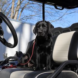 Labrador Retriever Puppies from Ashland Labradors