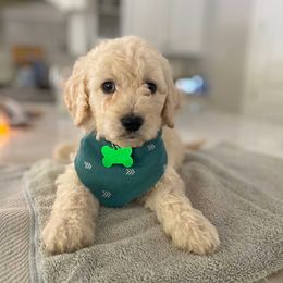 Goldendoodle Puppies from Magnolia Doodles of Southern Miss