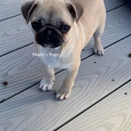 Pug Puppies from Pearly’s Pugs